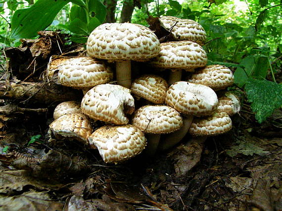 pečiarka trsovitá Agaricus bohusii Bon