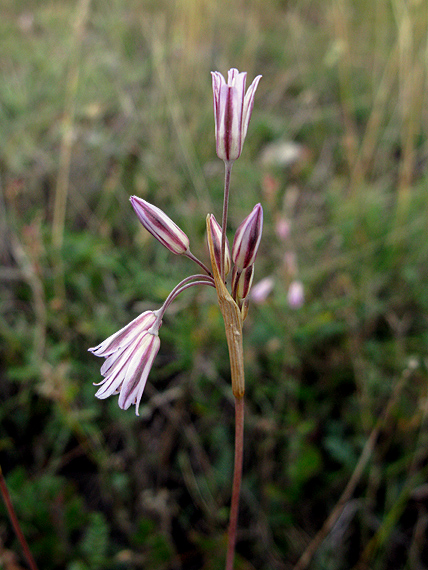 cesnak Allium cupanii