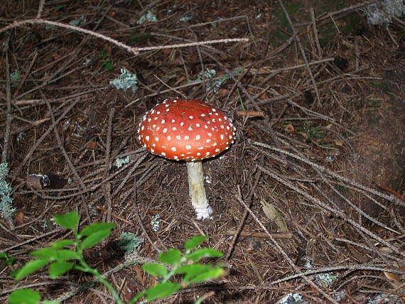 muchotrávka červená Amanita muscaria (L.) Lam.