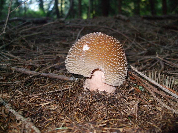 muchotrávka červenkastá Amanita rubescens Pers.