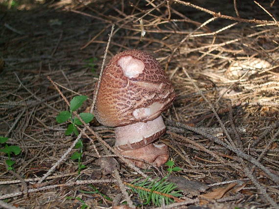 muchotrávka červenkastá Amanita rubescens Pers.