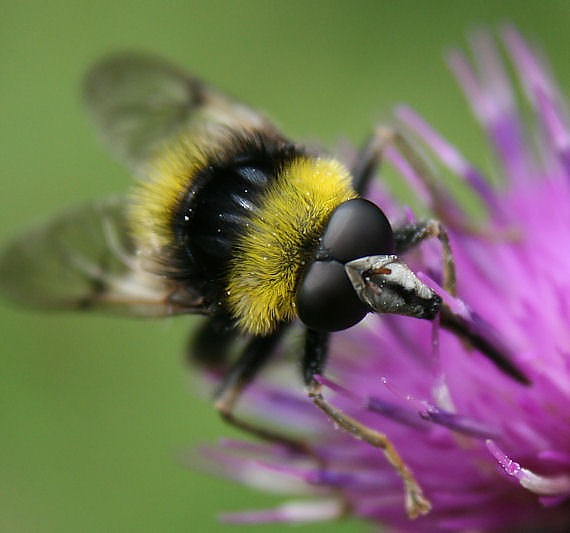 pestrica  Arctophila bombiformis