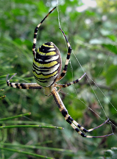 križiak pásavý Argiope bruennichi