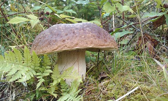 hríb smrekový  Boletus edulis  Bull.