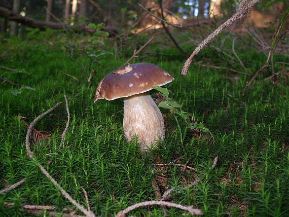 hríb smrekový Boletus edulis Bull.