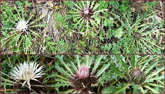 krasovlas bezbyľový Carlina acaulis subsp. acaulis L.