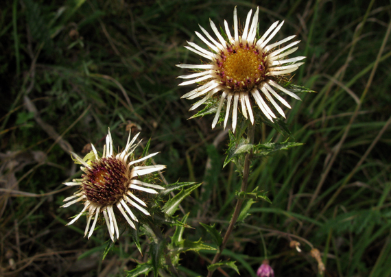 krasovlas obyčajný Carlina vulgaris L.