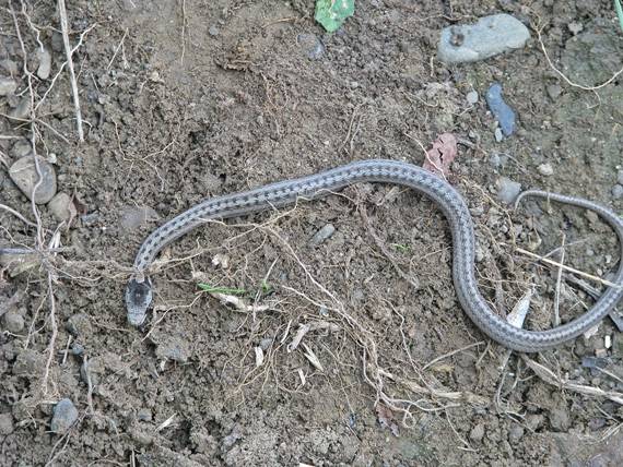 užovka hladká Coronella austriaca