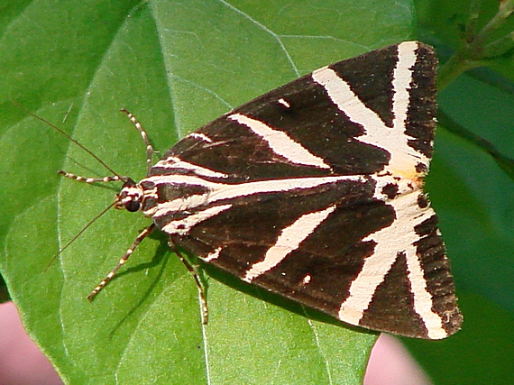 spriadač kostihojový Euplagia quadripunctaria