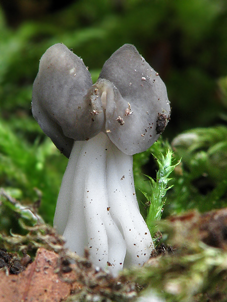 chriapač jamkatý Helvella lacunosa Afzel.