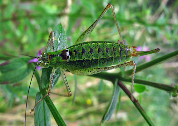 kobylka Leptophyes sp.