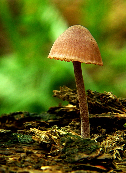 prilbička krvavomliečna Mycena haematopus (Pers.) P. Kumm.