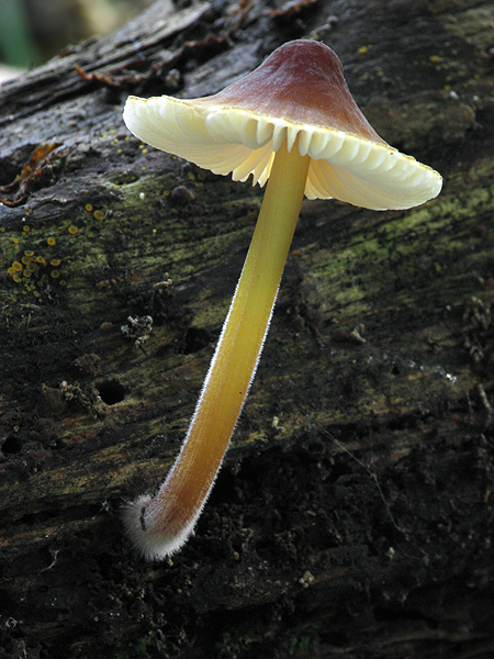 prilbička Mycena sp.