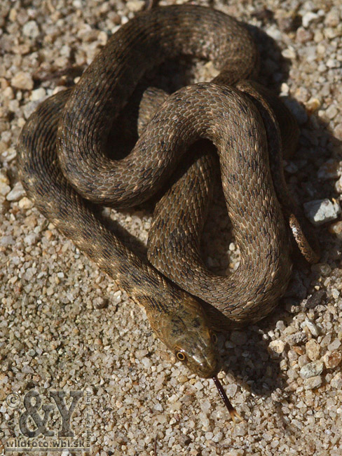 užovka fŕkaná Natrix tessellata