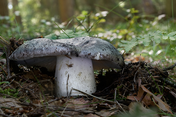 plávka modrastá Russula cyanoxantha (Schaeff.) Fr.