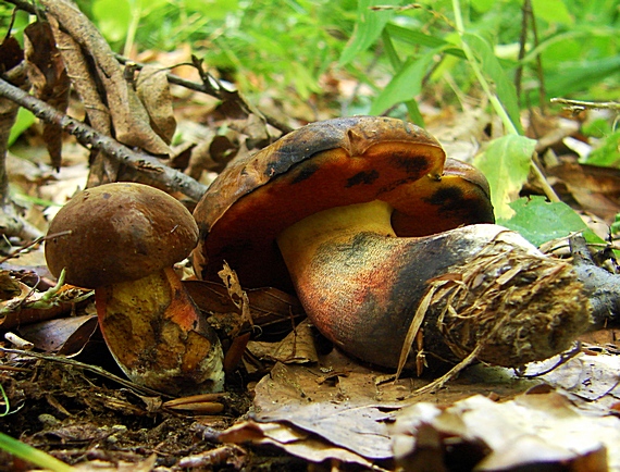 hríb zrnitohlúbikový Sutorius luridiformis (Rostk.) G. Wu & Zhu L. Yang