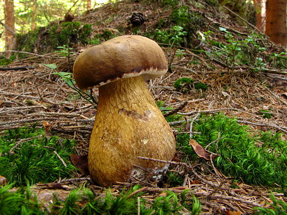 podhríb žlčový Tylopilus felleus (Bull.) P. Karst.