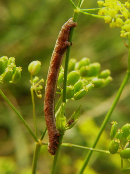 kôrovka palinová Ascotis selenaria