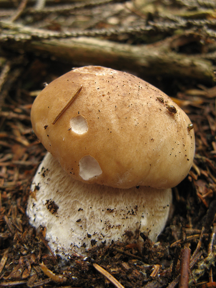 hríb smrekový Boletus edulis Bull.