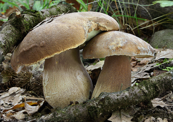 hríb dubový Boletus reticulatus Schaeff.