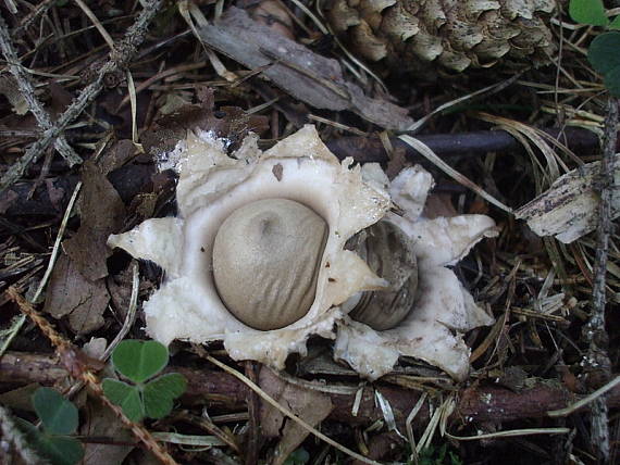 hviezdovka strapkatá Geastrum fimbriatum Fr.