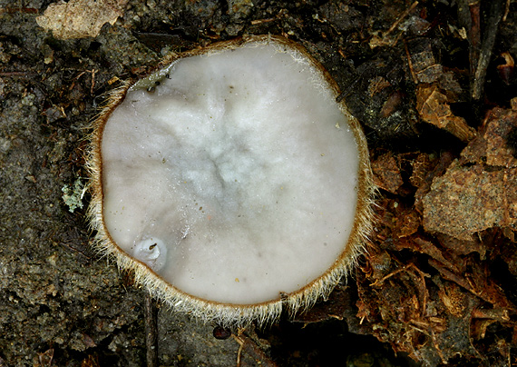 humária polguľovitá Humaria hemisphaerica (F.H. Wigg.) Fuckel