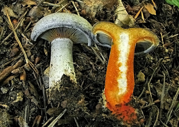 rýdzik hrdzavohnedý Lactarius quieticolor Romagn.