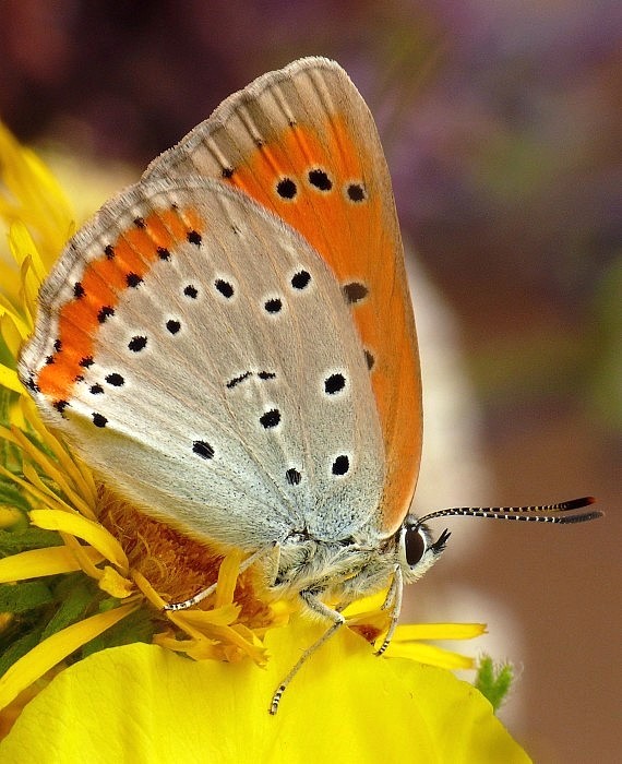 ohniváčik veľký Lycaena dispar Haworth, 1802