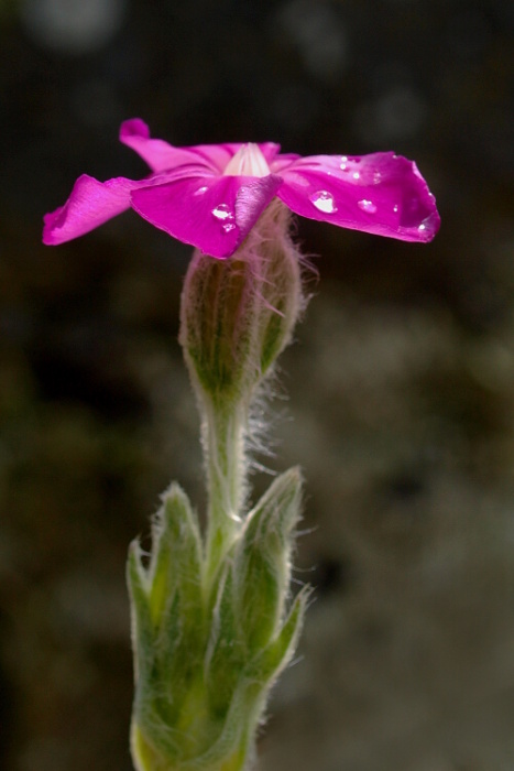 kukučka vencová Lychnis coronaria (L.) Desr.