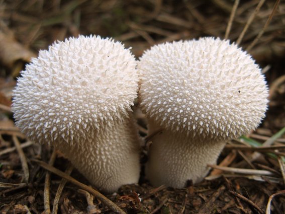 prášnica bradavičnatá Lycoperdon perlatum Pers.