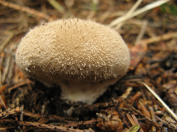 prášnica huňatá Lycoperdon umbrinum Hornem.