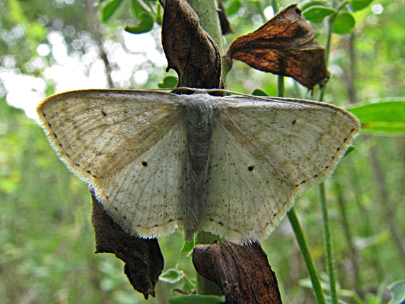 piadica zvončeková Scopula incanata