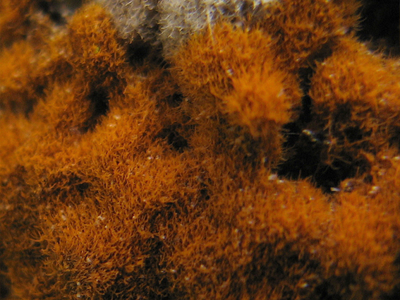 trentepólia Trentepohlia aurea (Linnaeus) Martius