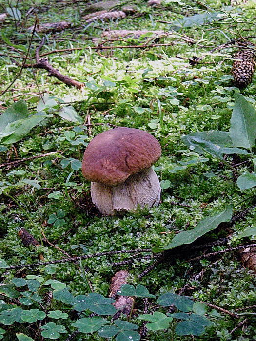 hríb smrekový Boletus edulis Bull.