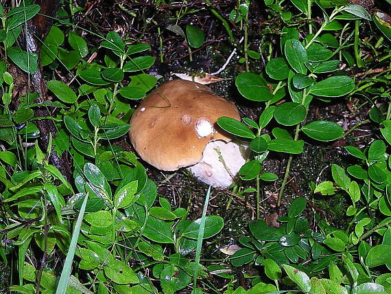 hríb smrekový Boletus edulis Bull.