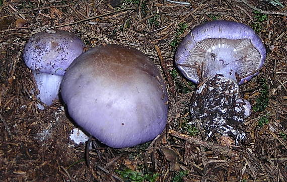 pavučinovec modrý Cortinarius caerulescens (Schaeff.) Fr.