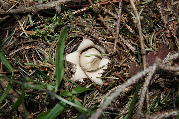 hviezdovka strapkatá Geastrum fimbriatum Fr.