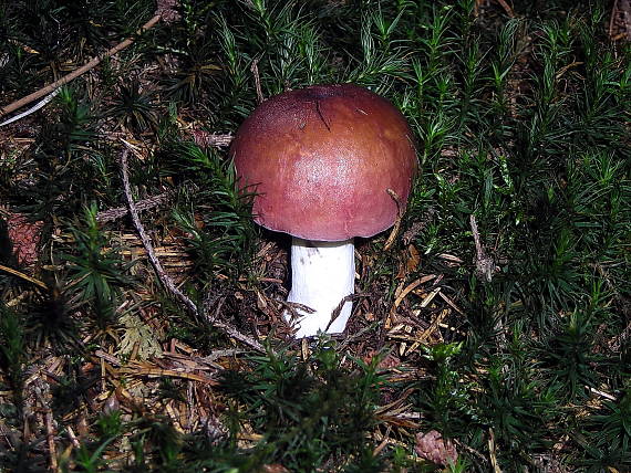 plávka Russula sp.