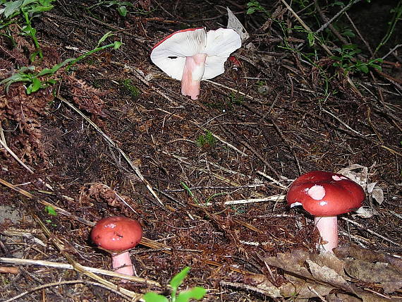 plávka vínovočervená Russula xerampelina (Schaeff.) Fr.