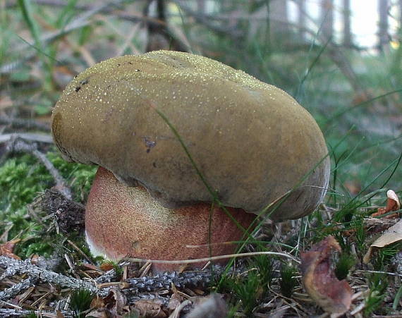 hríb zrnitohlúbikový Sutorius luridiformis (Rostk.) G. Wu & Zhu L. Yang