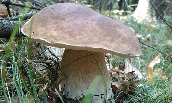 hríb smrekový Boletus edulis Bull.