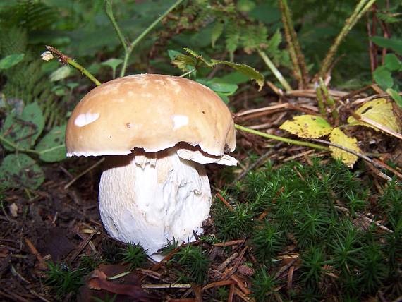 hríb smrekový Boletus edulis Bull.