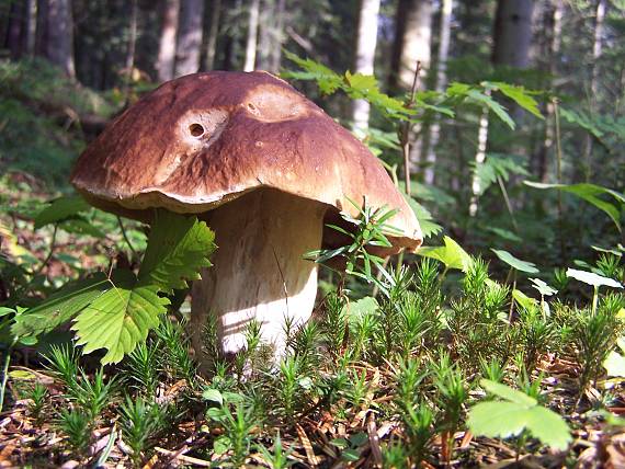 hríb smrekový Boletus edulis Bull.