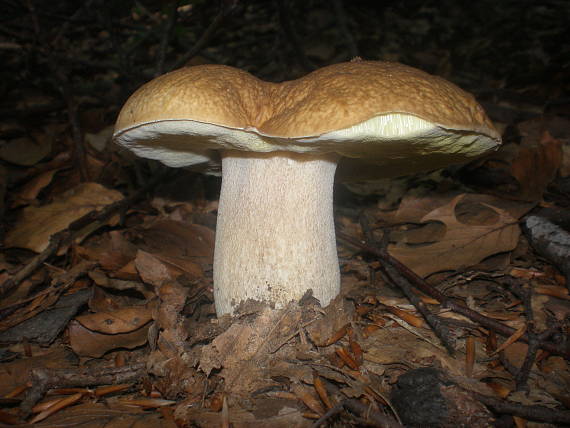 hríb smrekový Boletus edulis Bull.