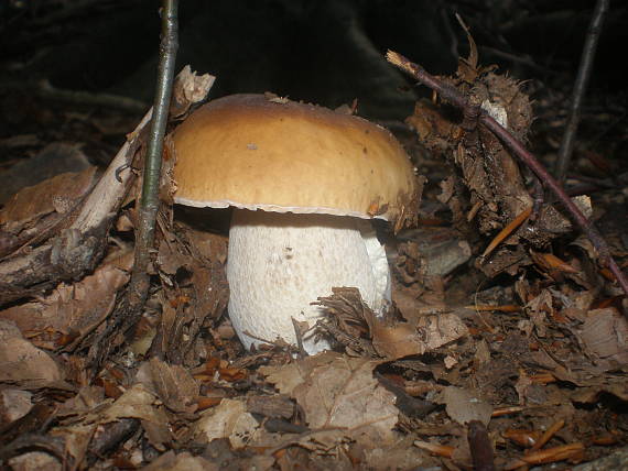 hríb smrekový Boletus edulis Bull.