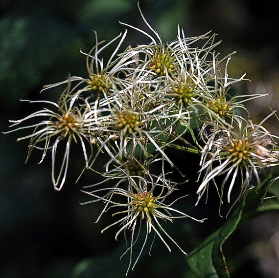 plamienok poľný  Clematis vitalba L.