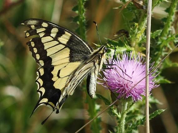 vidlochvost feniklový Papilio machaon L.