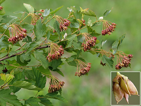 tavoľa kalinolistá Physocarpus opulifolius (L.) Maxim.