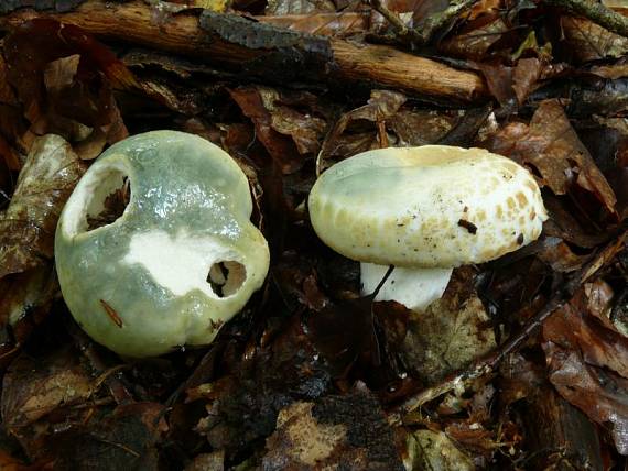 holubinka nazelenalá - Plávka zelenkastá Russula virescens  (Schaeff.) Fr.