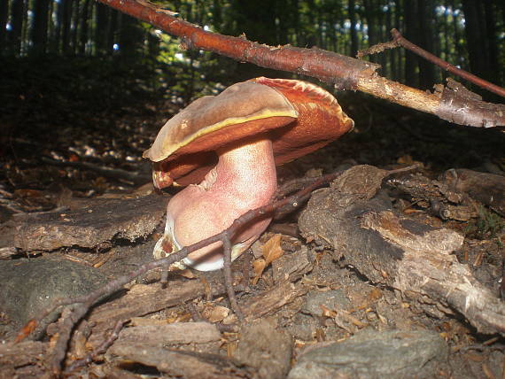 hríb zrnitohlúbikový Sutorius luridiformis (Rostk.) G. Wu & Zhu L. Yang